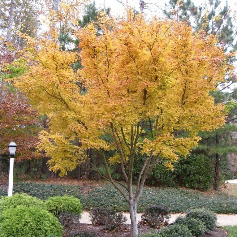 Buy Sango Kaku Japanese Maple Plants & Trees Online 