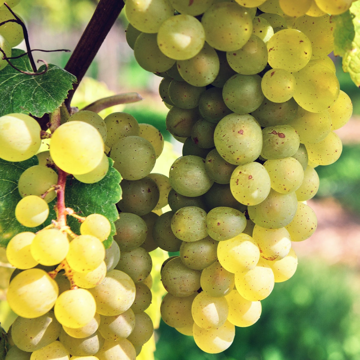 Grapes - Green - Seedless –