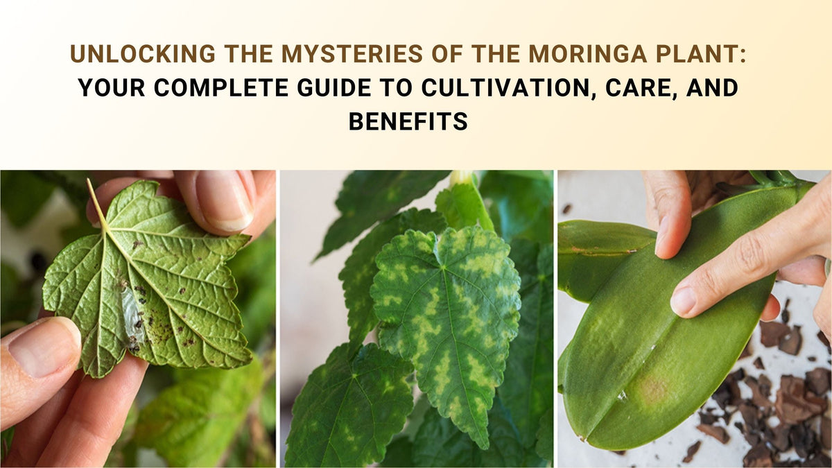 Moringa plants and its Cultivation, Care, and Benefits Guide | Pixies ...