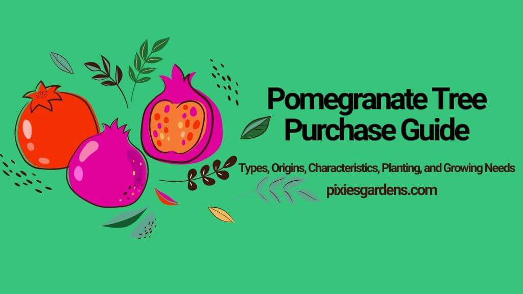 Pomegranate Tree Purchase Guide: Types, Origins, Characteristics, Planting, and Growing Needs