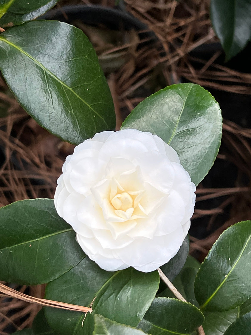 Buy White By The Gate Camellia Plants & Trees Online | Pixies Gardens