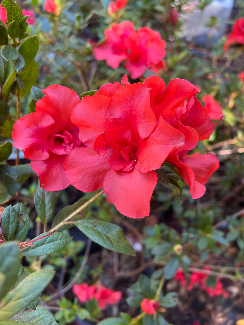 Encore Azalea Autumn Embers buy online plants and trees at pixies Gardens.