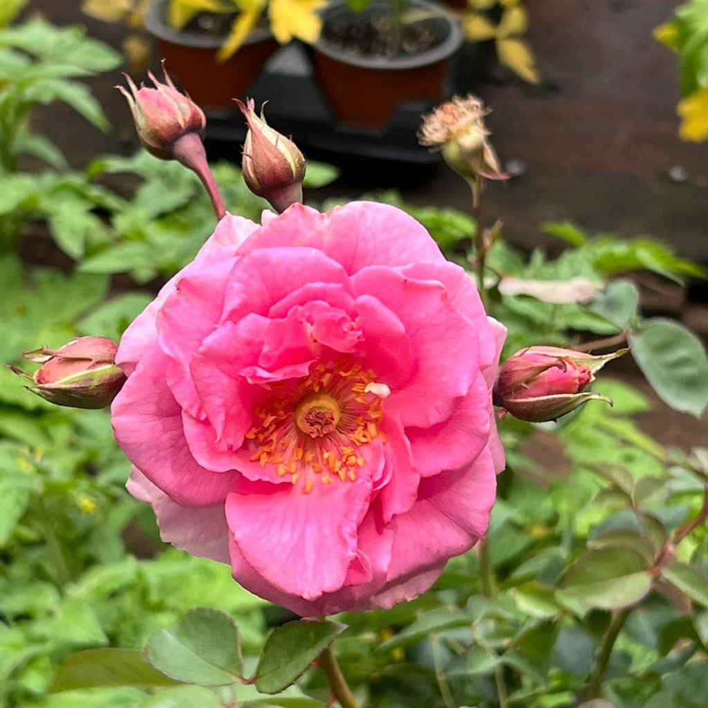 Brindabella Pink Princess Rose