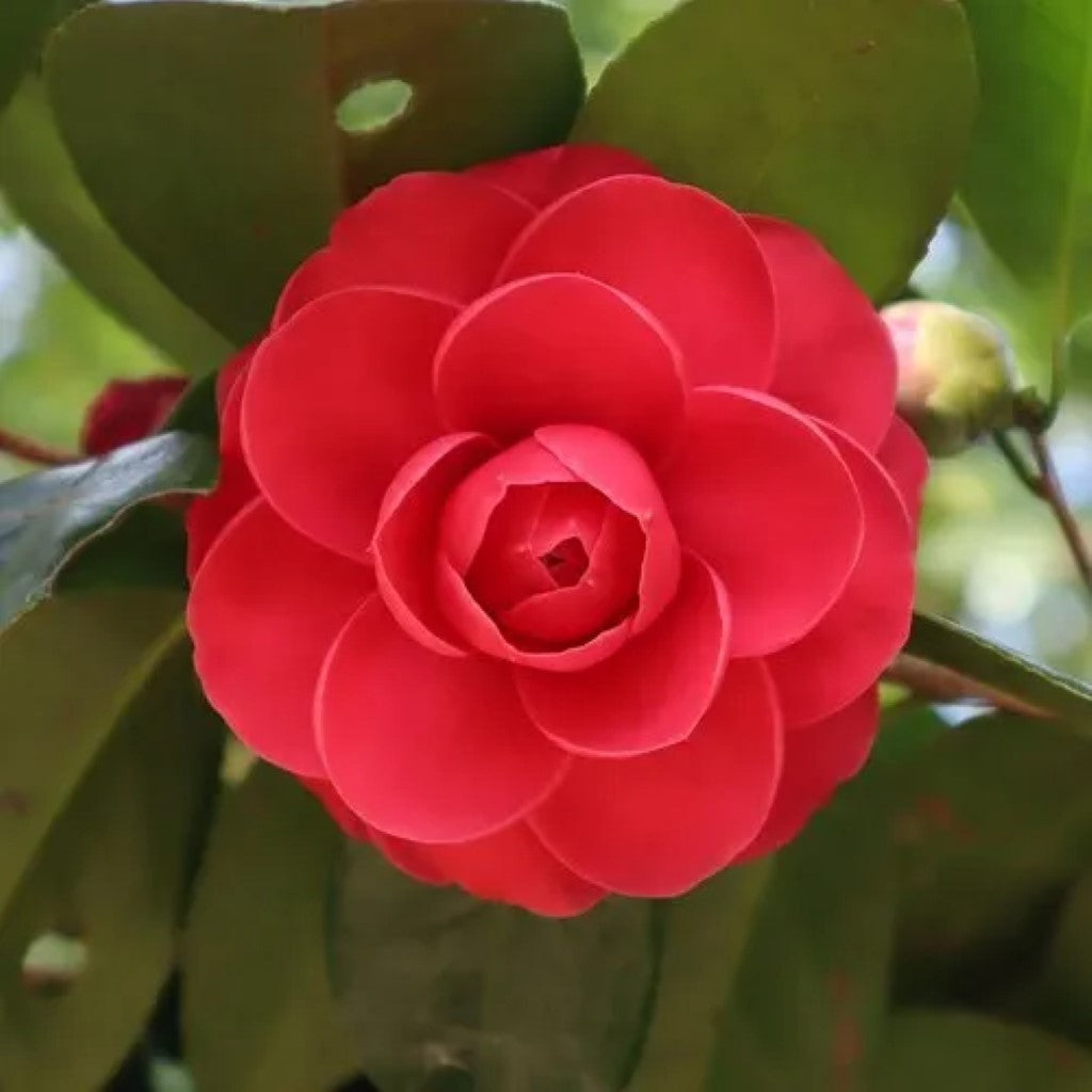Buy Camellia Evergreens Plants Online in Georgia - Pixies Gardens