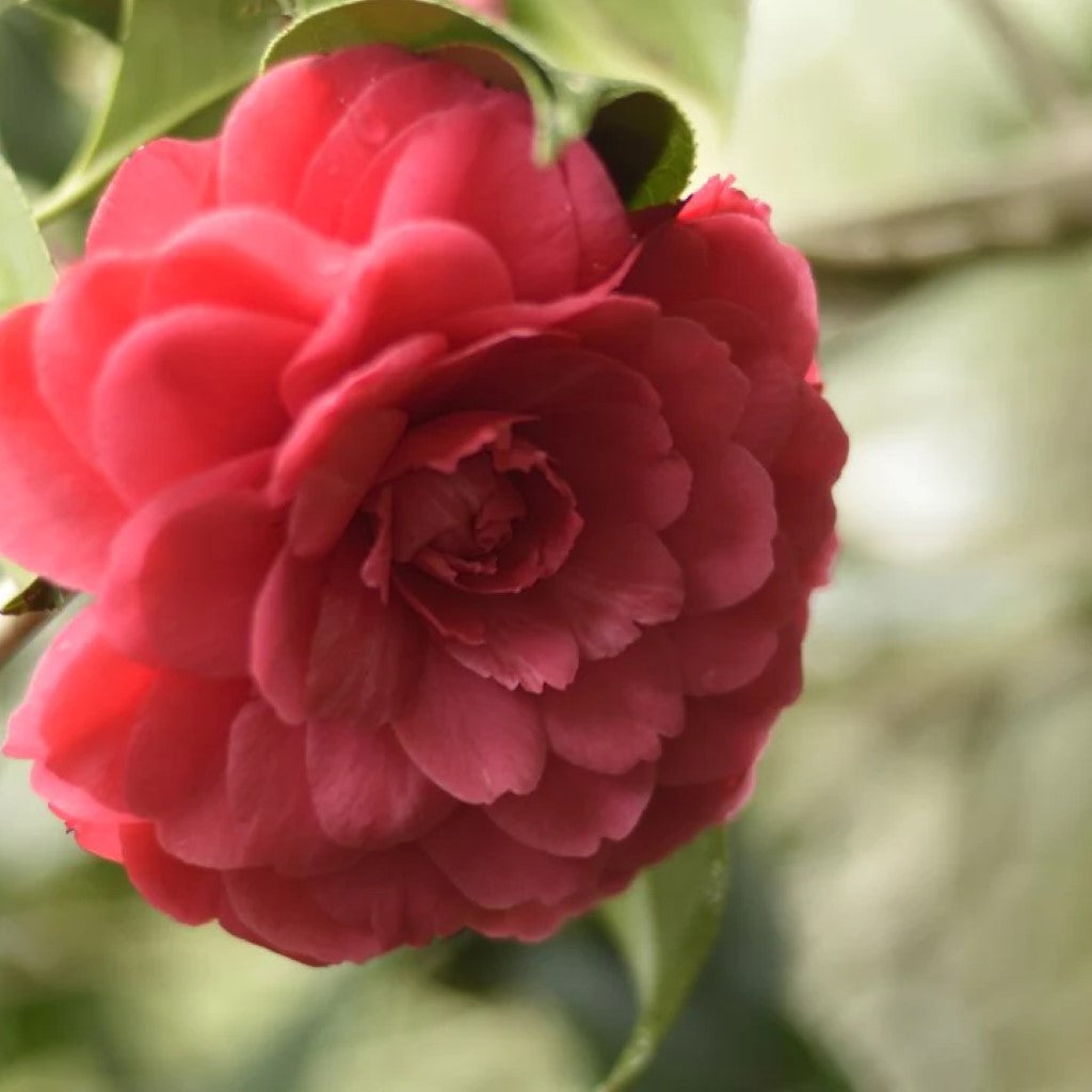 Camellia japonica C M Hovey buy online plants and trees at pixies Gardens.