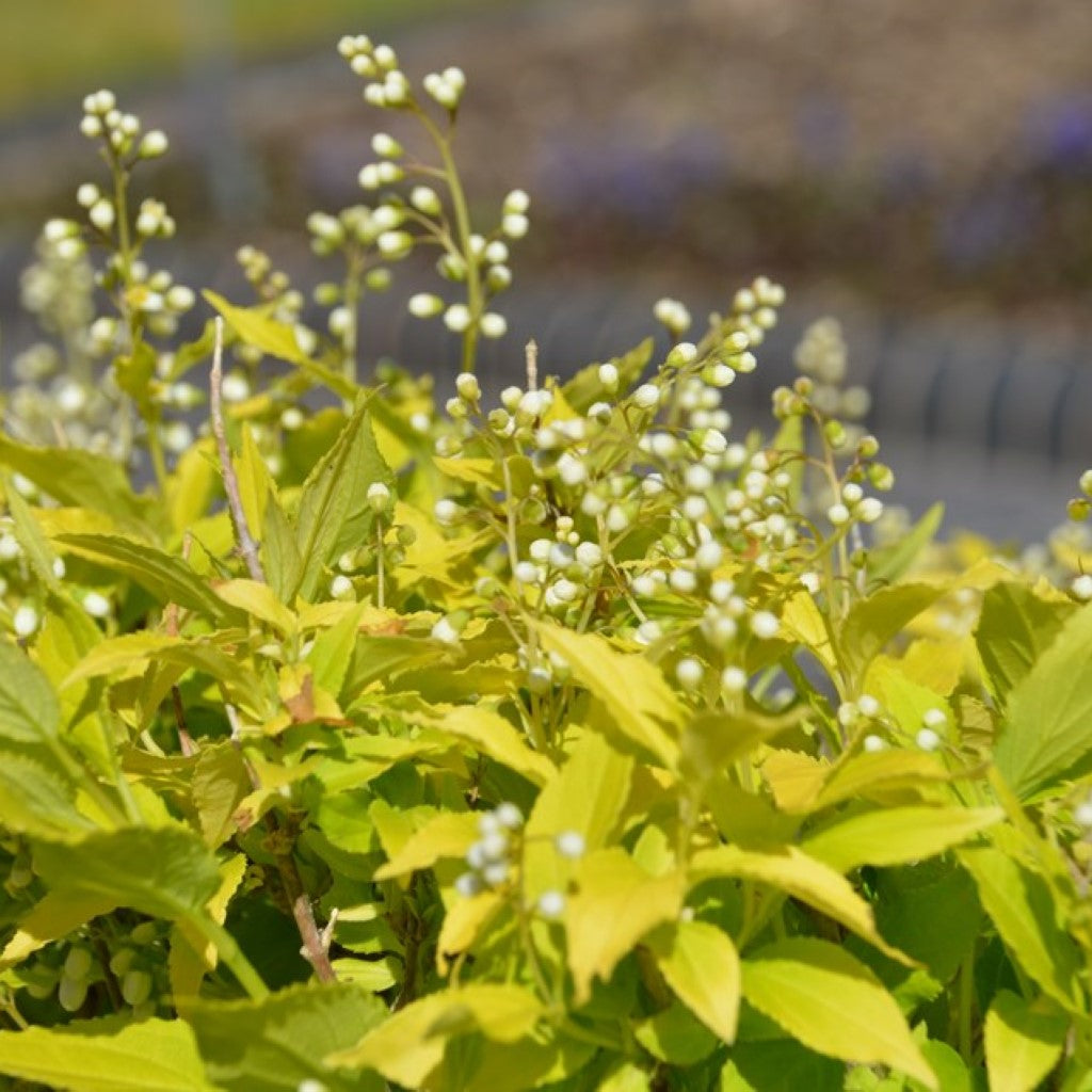 Chardonnay Pearls Deutzia