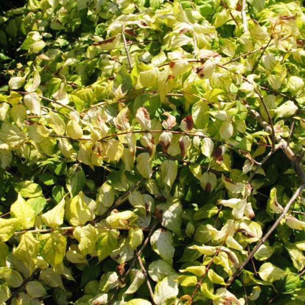 Chardonnay Pearls Deutzia