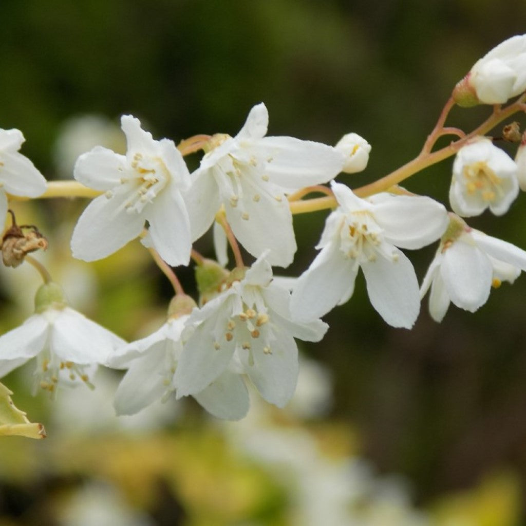 Chardonnay Pearls Deutzia