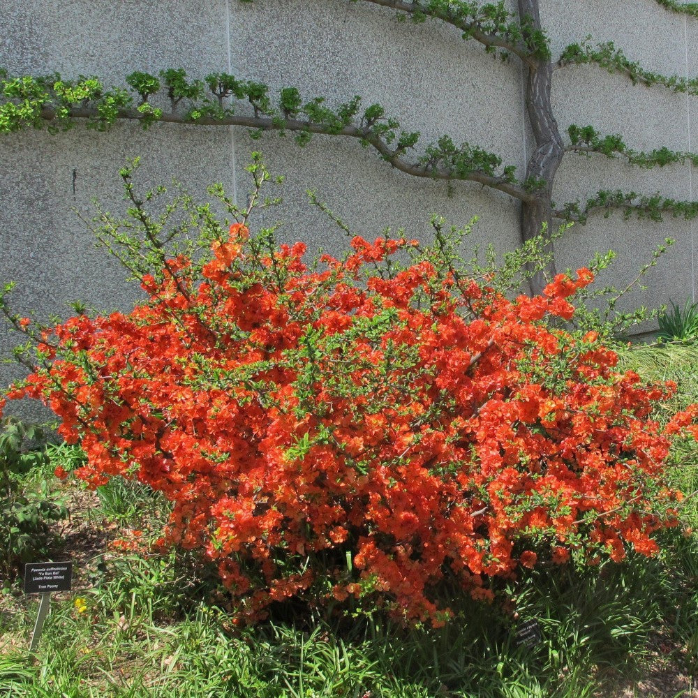 Chojuraku Flowering Quince