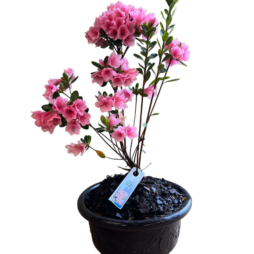 Coral Bells Bonsai (live Plant) Indoor Outdoor Plant Buy Online Plants 