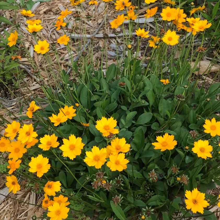 Coreopsis Auriculata 'Nana' Mouse Ear Tickseed. Tick-Shaped buy online ...