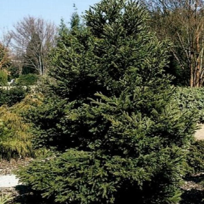 Buy Cryptomeria Japonica Gyokuryu Plants & Trees Online | Pixies Gardens