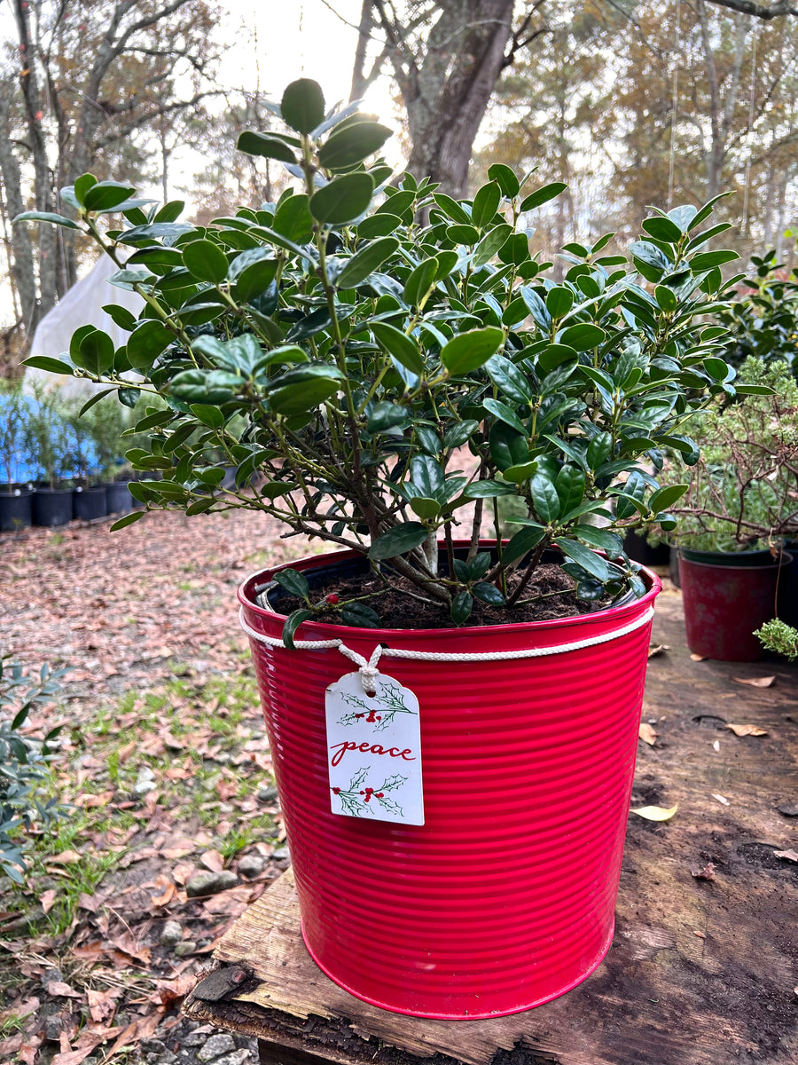 Buy Dwarf Burford Holly Plants & Trees Online | Pixies Gardens