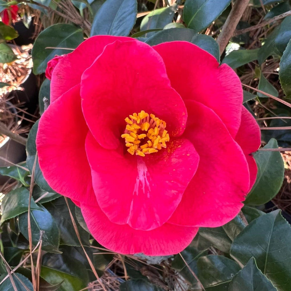 Buy Camellia Evergreens Plants Online in Georgia - Pixies Gardens