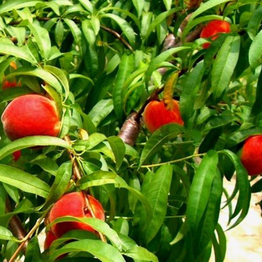 Buy Gulf King Peach Tree Plants & Trees Online | Pixies Gardens