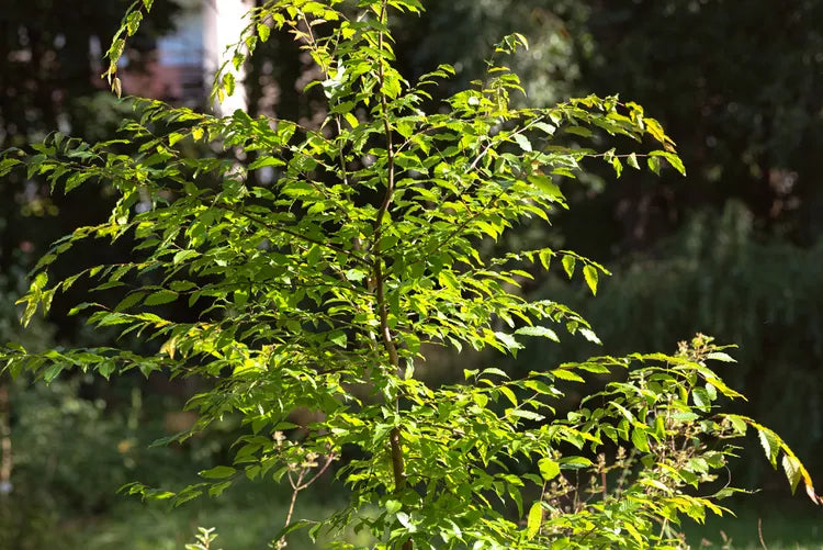 Hornbeam American Tree