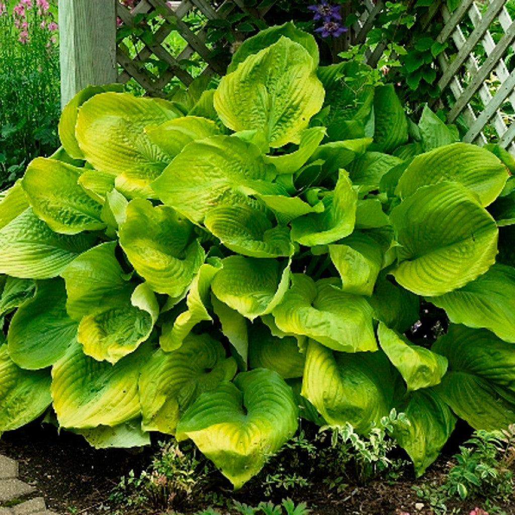 Hosta 'Sum and Substance'