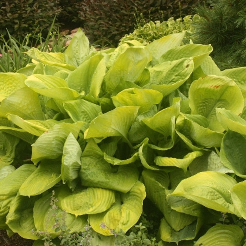 Hosta 'Sum and Substance'