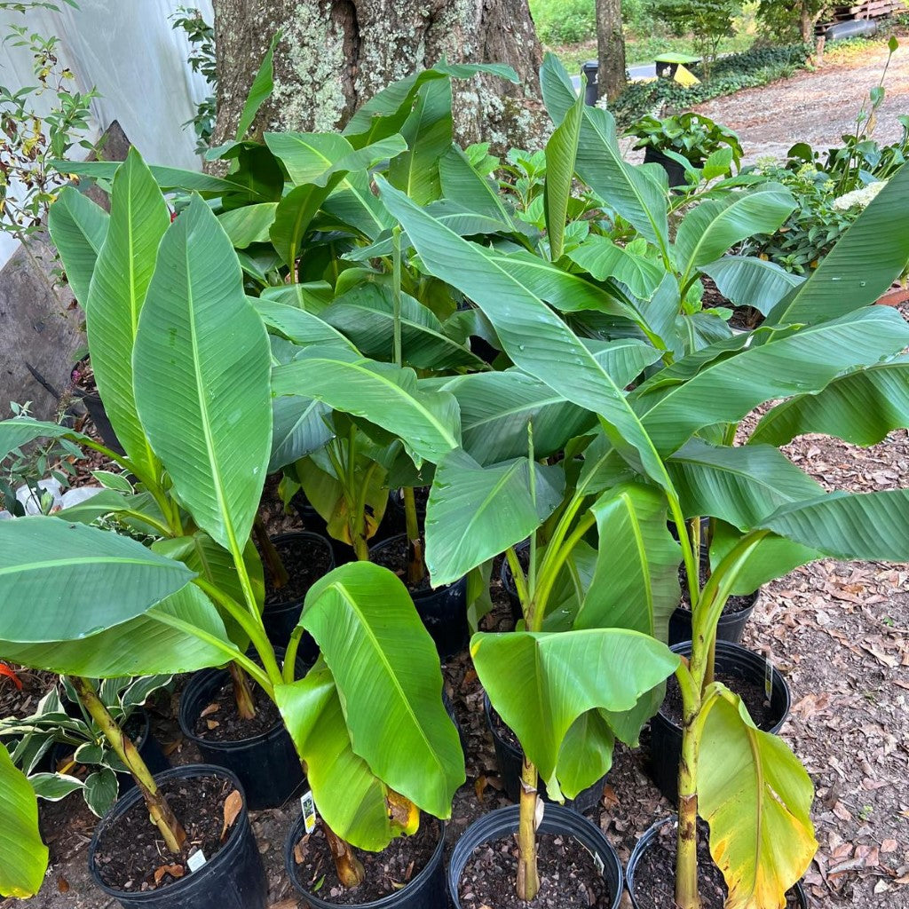 Japanese Ornamental Banana Plant