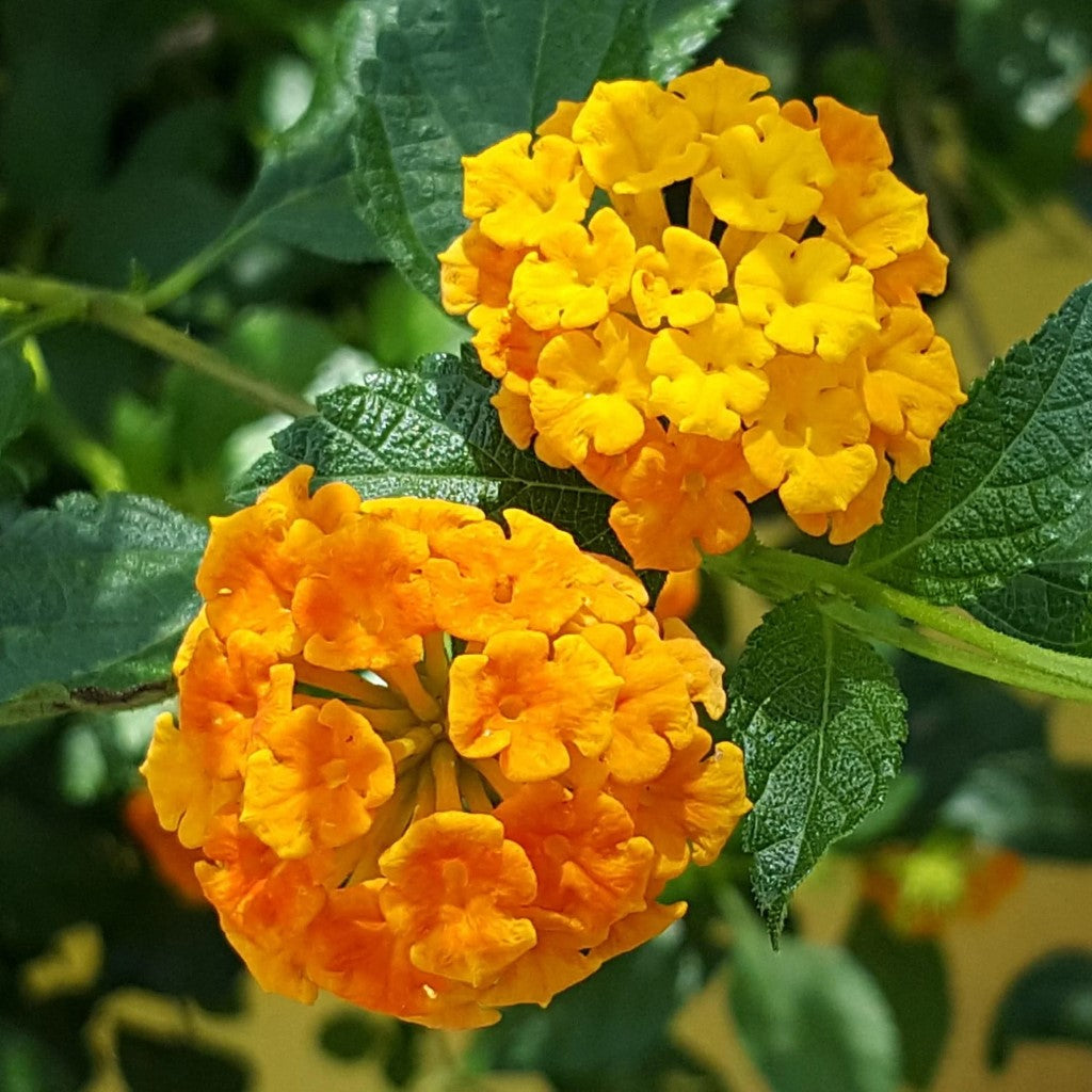 Lantana camara 'Bandana Orange