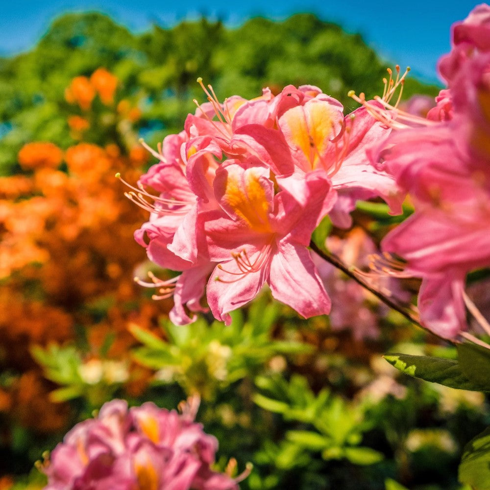 Linda Guy Pink Aromi Azalea