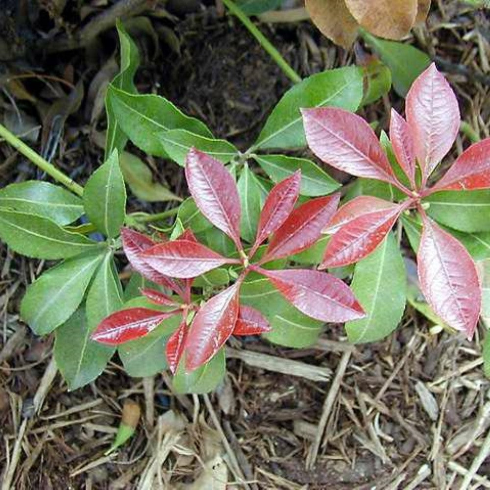 Pieris japonica 'Mountain Fire'