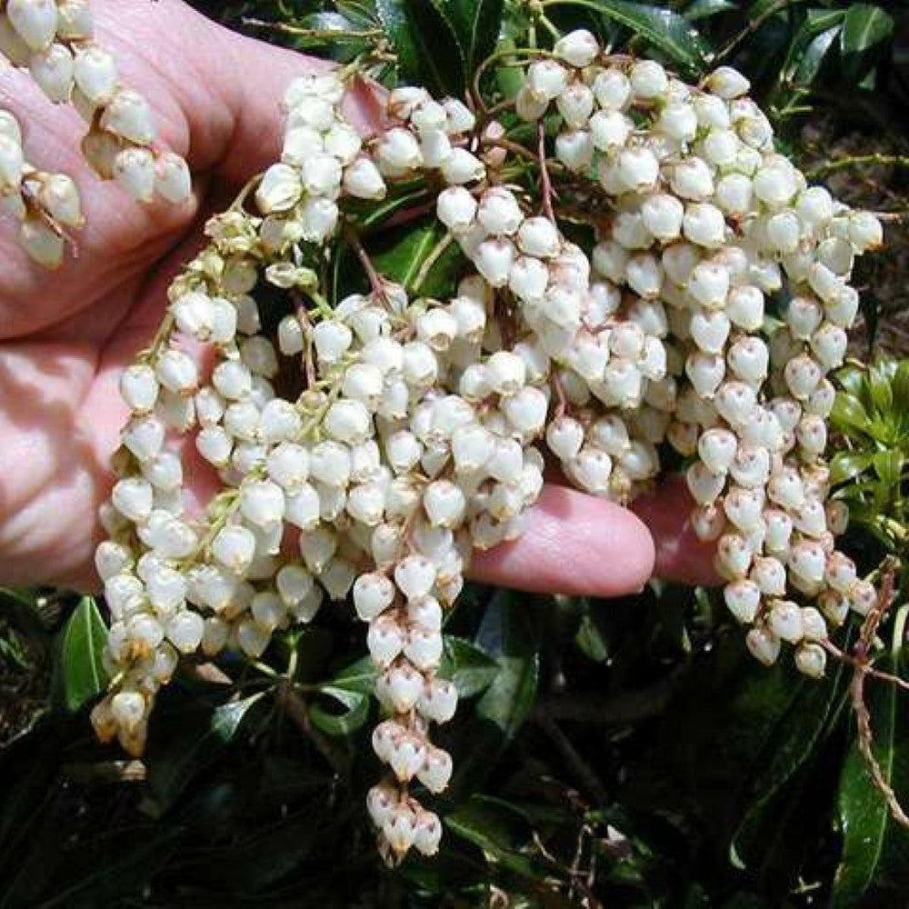 Pieris japonica 'Mountain Fire'