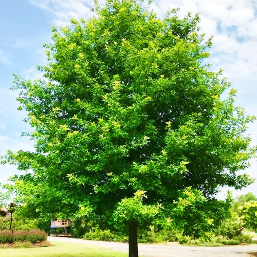 Buy Nuttall Oak Tree Plants & Trees Online Pixies Gardens