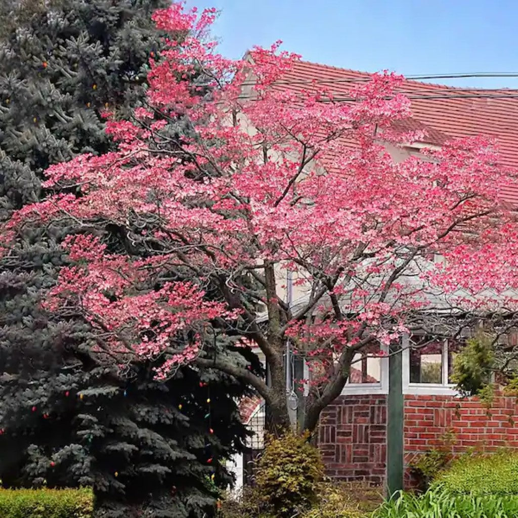 pink spring tree flowers