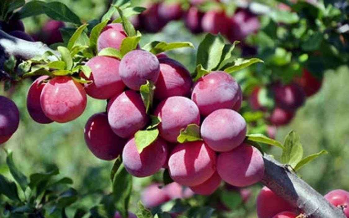 Buy 4 In 1 Plum Cocktail Tree, Plants & Trees Online | Pixies Gardens