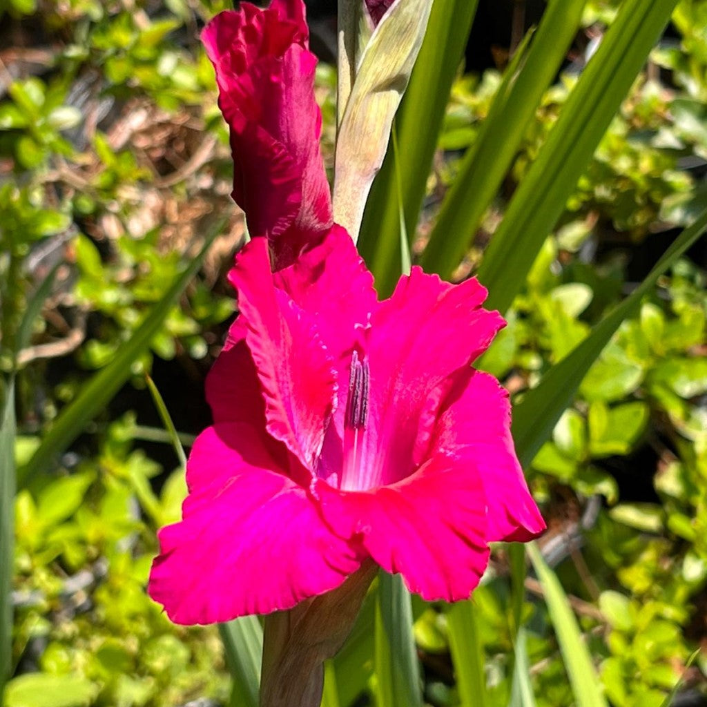 Plum Tart Deluxe Gladiolus