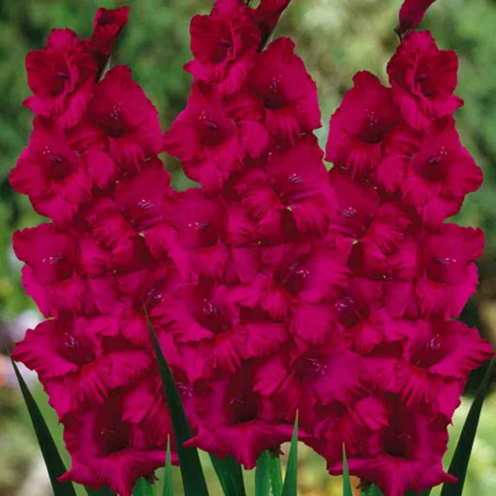 Plum Tart Deluxe Gladiolus