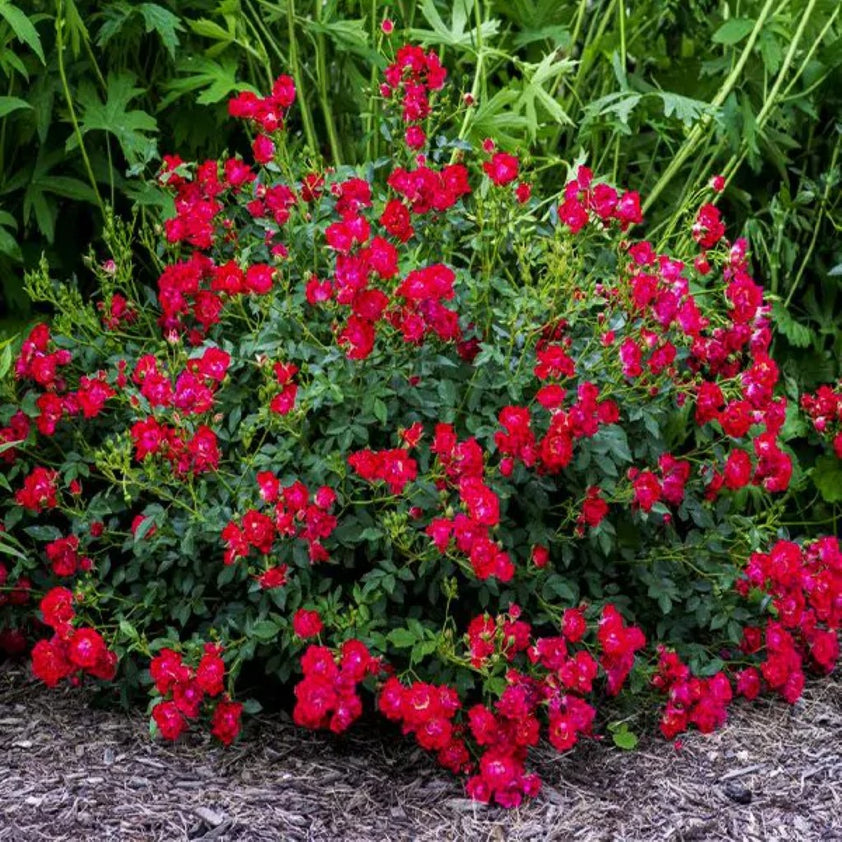 Buy Red Drift Rose Plants & Trees Online | Pixies Gardens