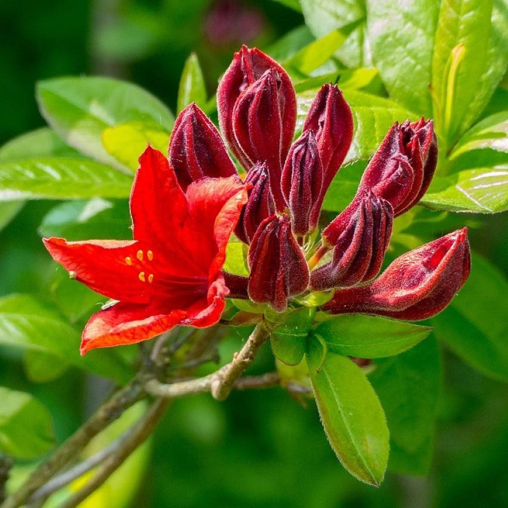 Red Pepper Native Azalea