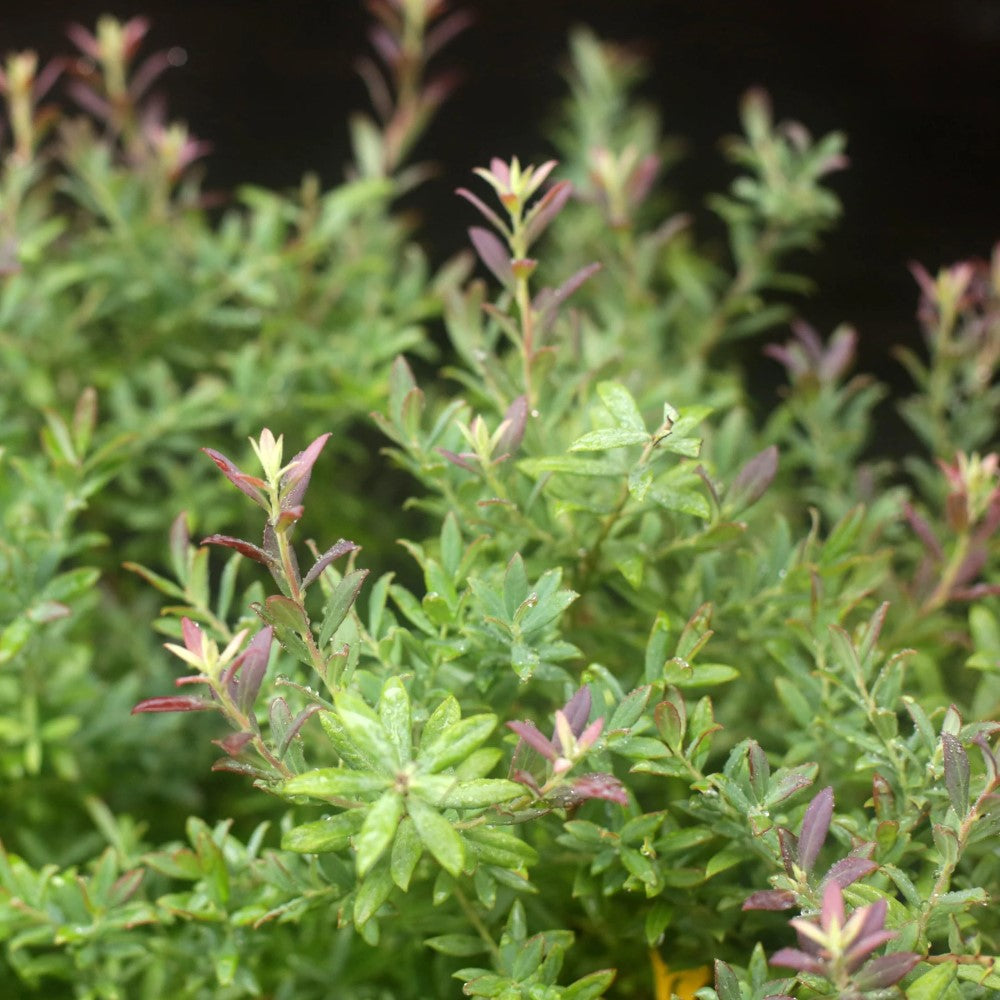 Rosa's Blush Evergreen Blueberry