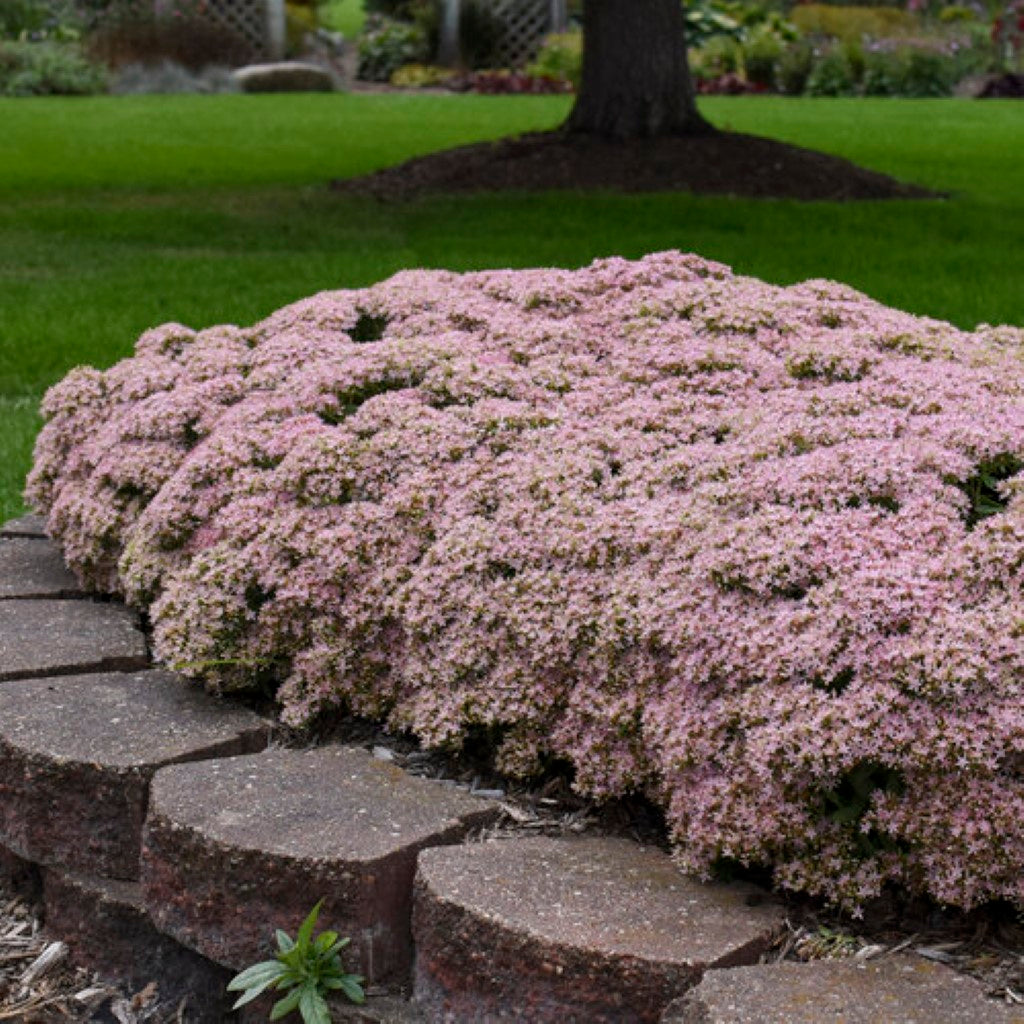 Sedum 'Pure Joy'