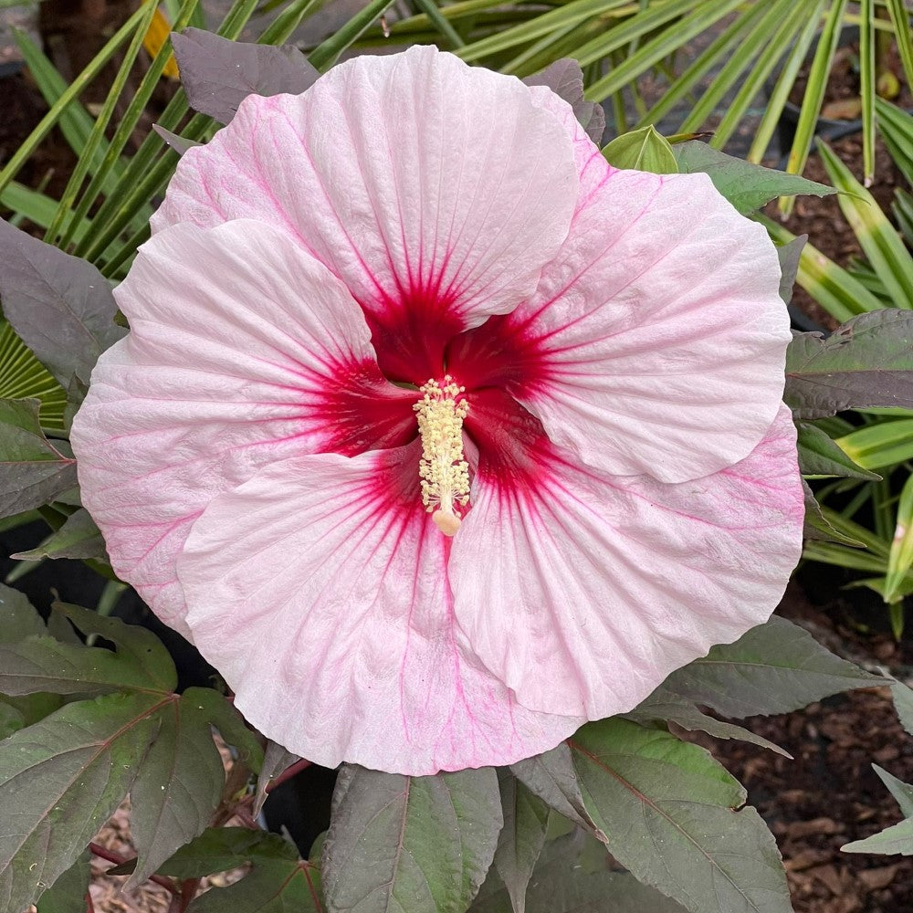 Hibiscus Summerific 'Perfect Storm' for Sale | Pixies Gardens