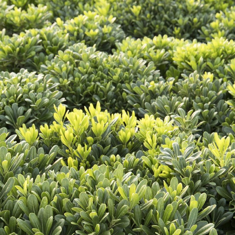 Wheeler's Dwarf Japanese Pittosporum For Sale 