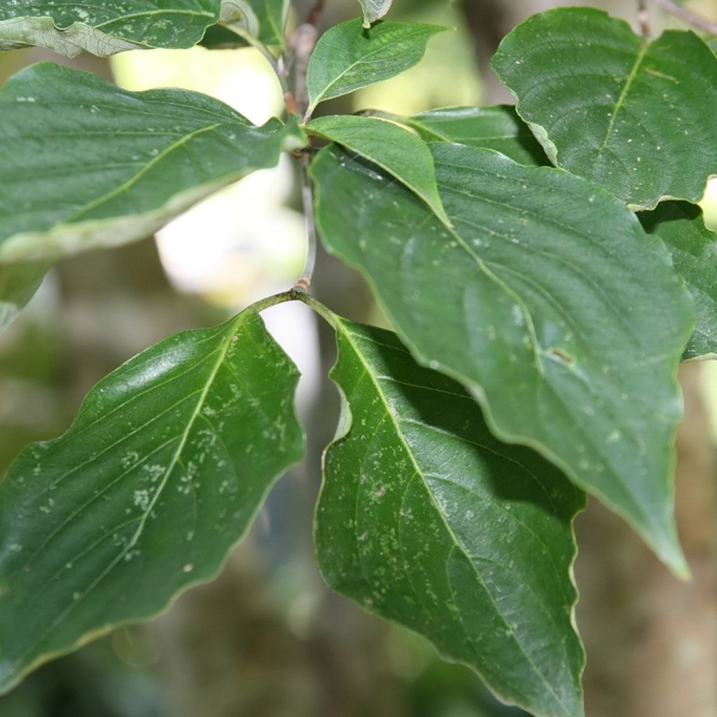 White Hybrid Dogwood