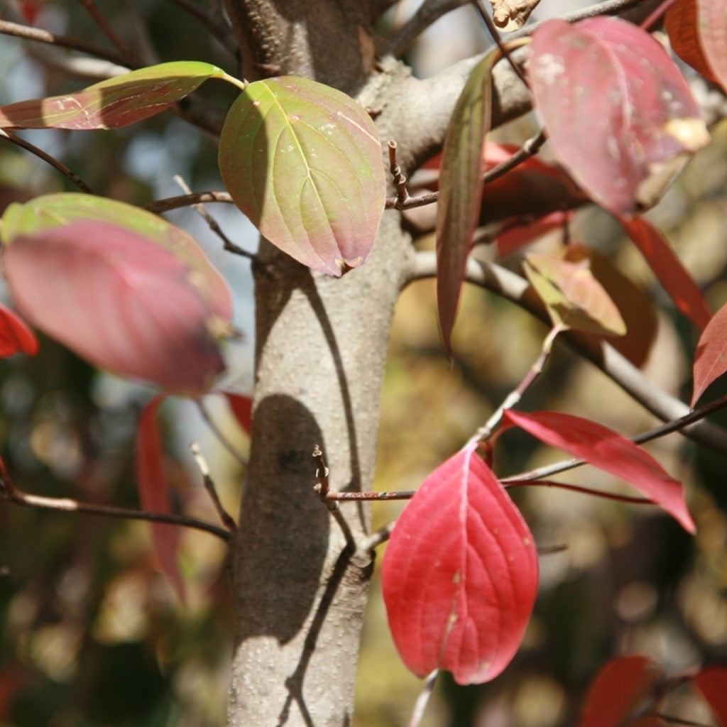 White Hybrid Dogwood