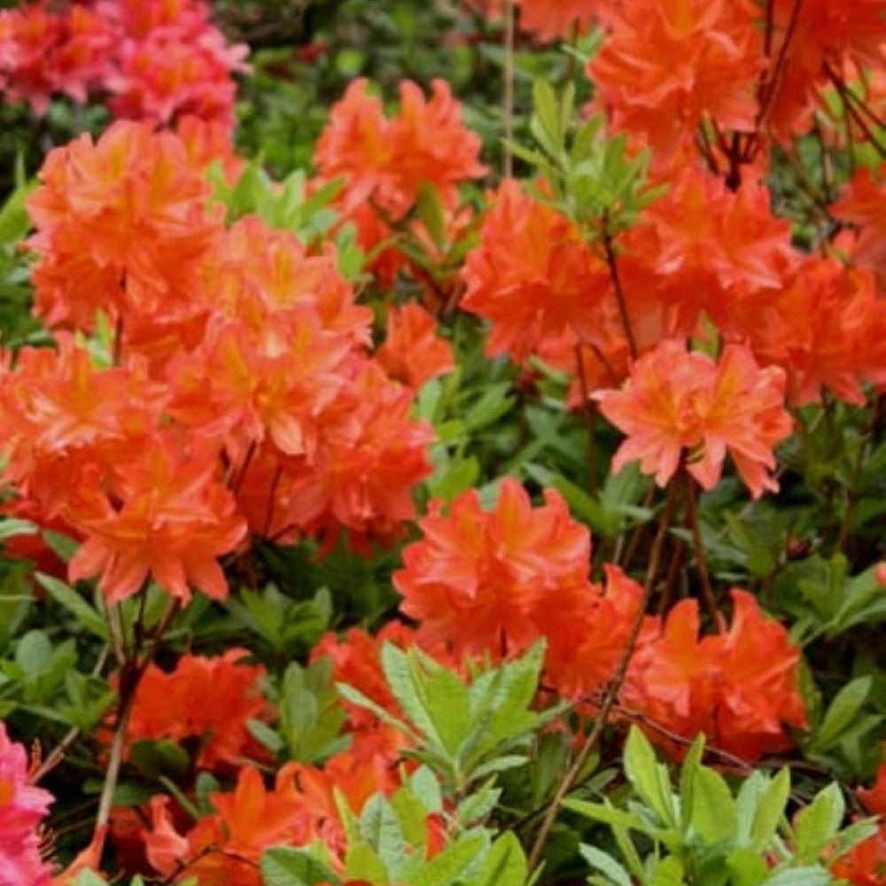 Great Balls of Fire Aromi Azalea