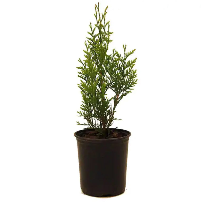 Buy Green Giant Thuja Plants & Trees Online | Pixies Gardens