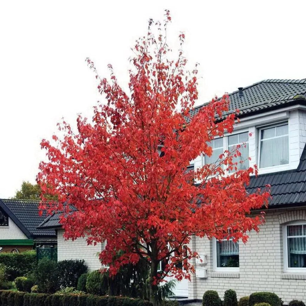 Somerset Red Maple