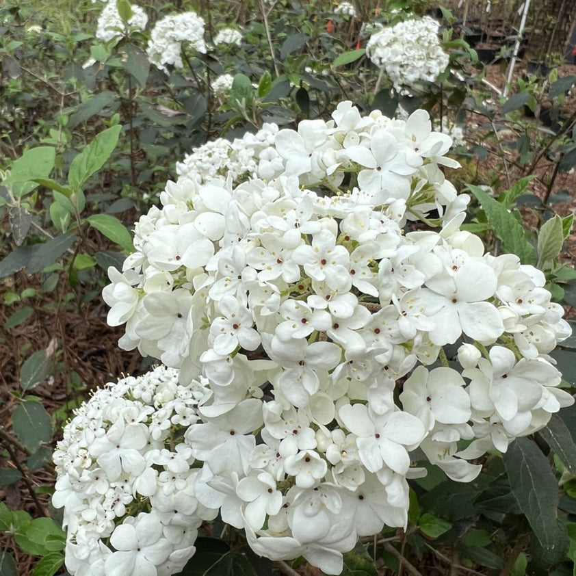 Buy Spring Lace Viburnum Plants & Trees Online | Pixies Gardens