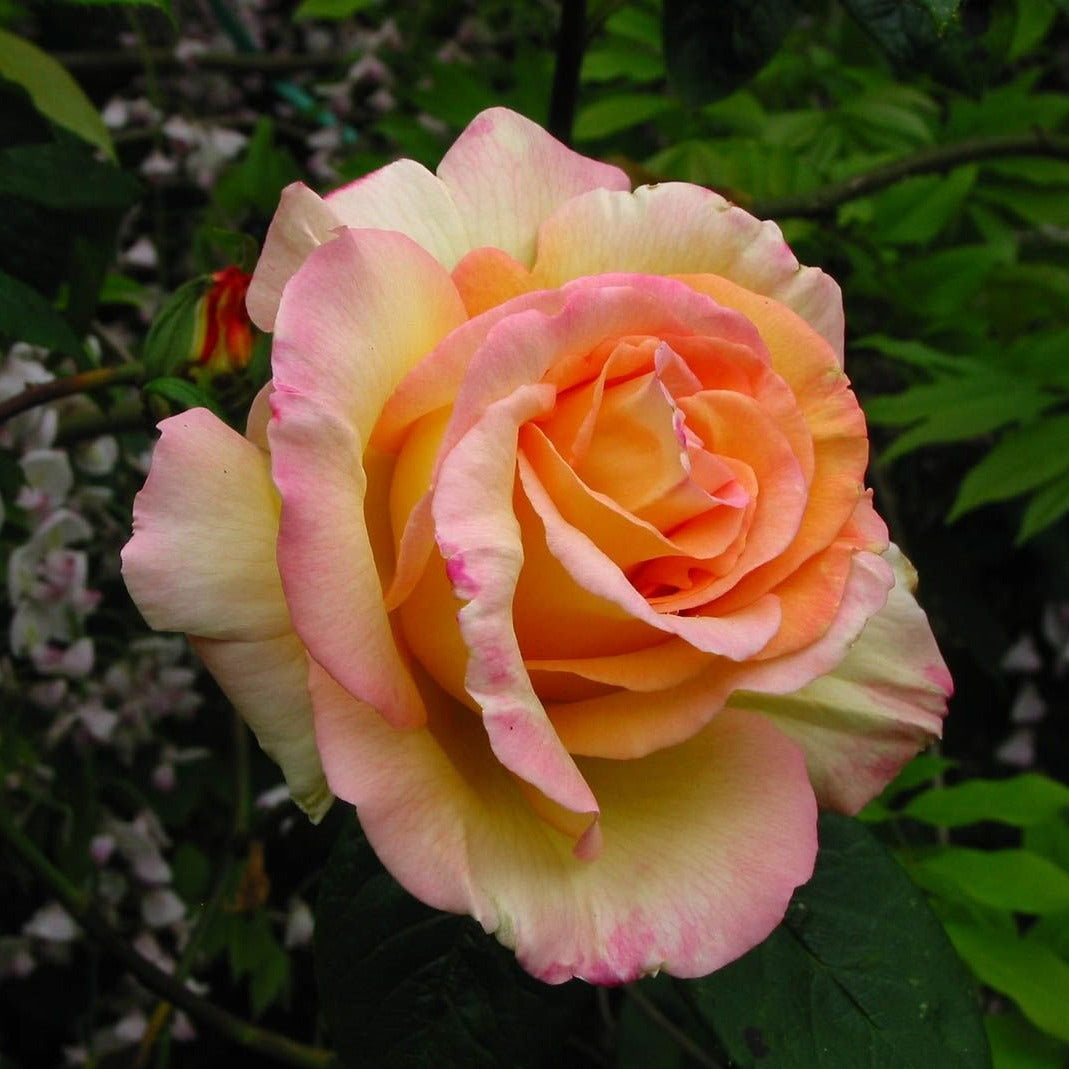 Peace Hybrid Tea Rose - Buy Roses