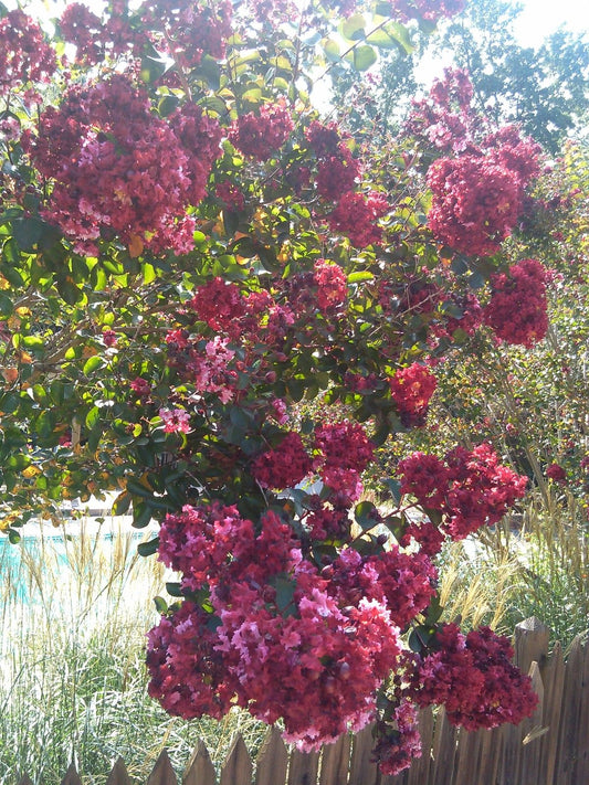 pink velour crape myrtle tree