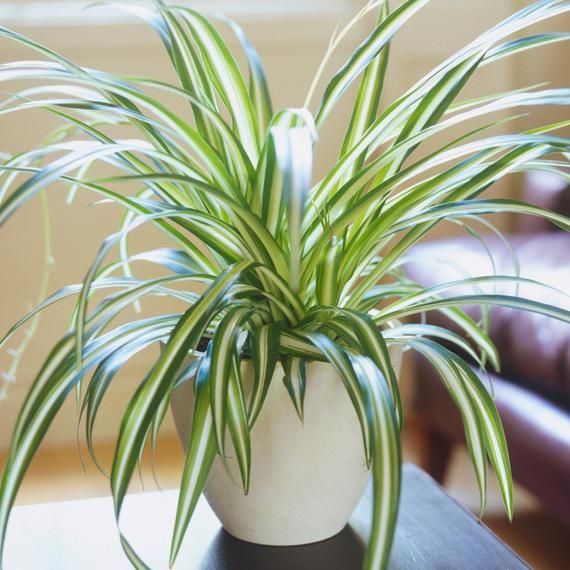 Buy Spider Plant Plants & Trees Online | Pixies Gardens