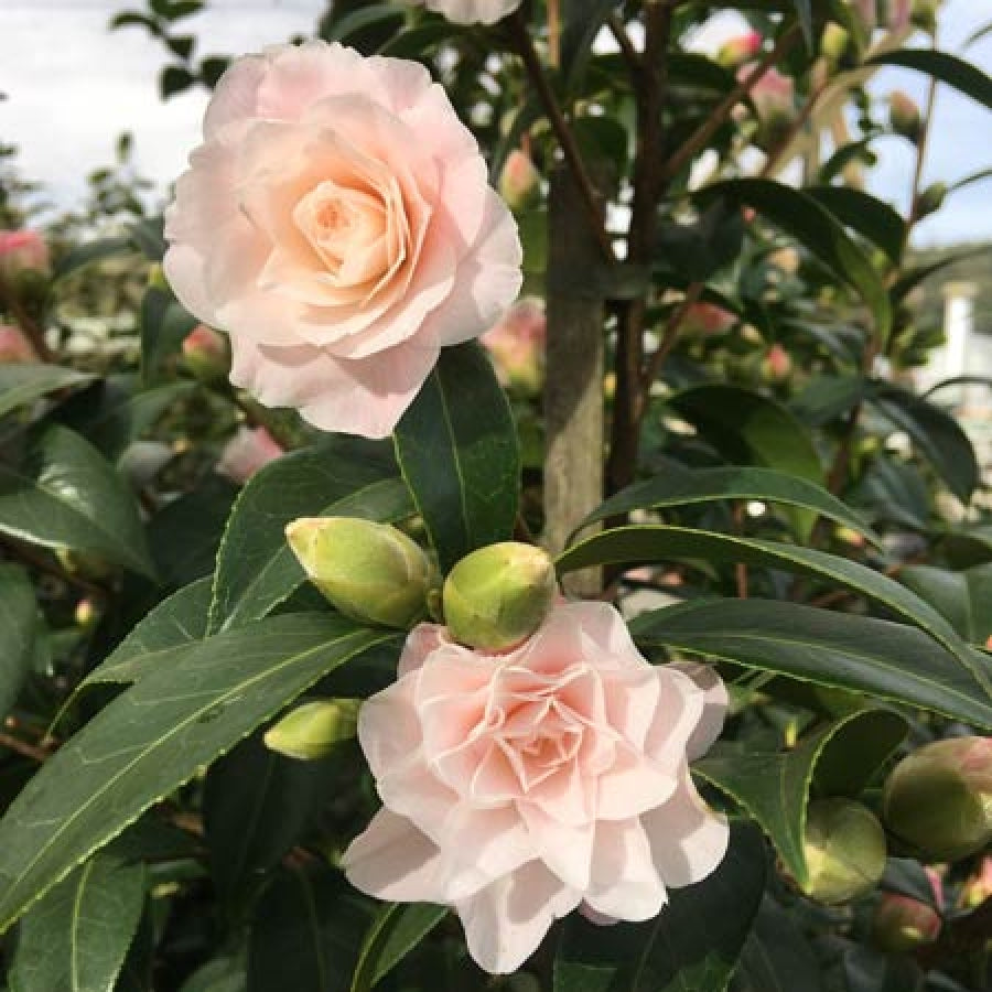Strawberry Camellia Bow – Grit & Grace Boutique