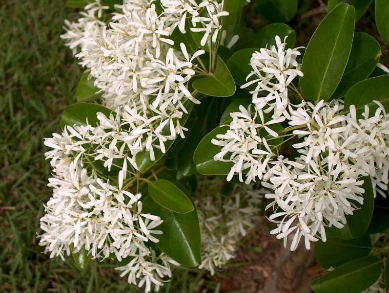 Chionanthus Retusus Chinese Fringe Tree buy online plants and trees at ...