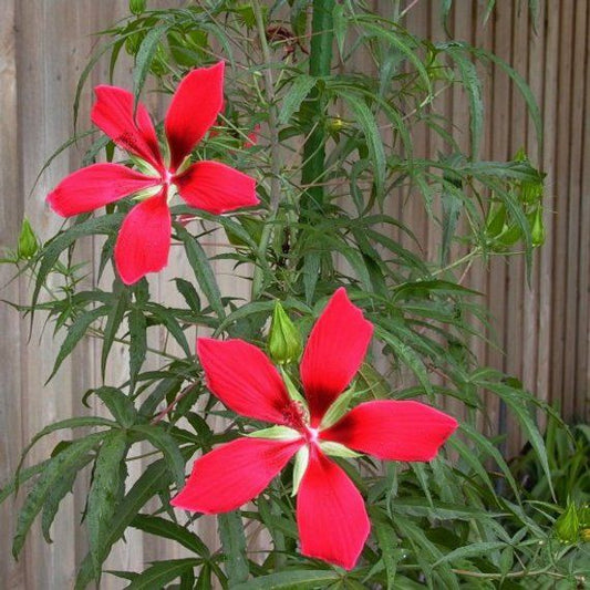 Texas Star Tomato